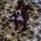 Nana,mas crecidita. que rápido crecen estos cachorritos